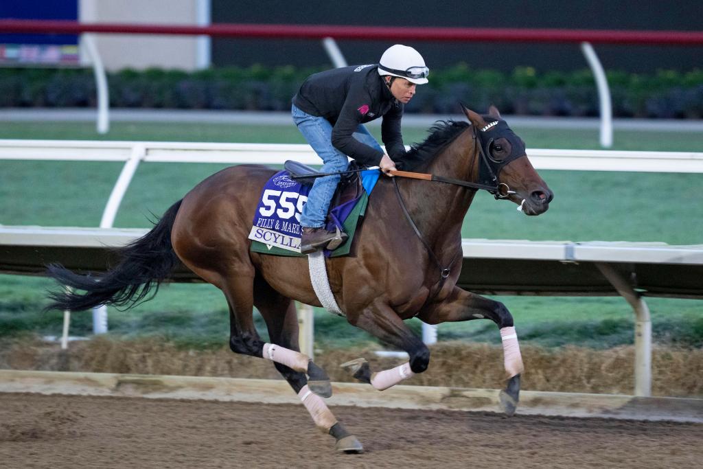 Multiple graded stakes winner Scylla, runner-up in the Ballerina Stakes (Eclipse Sportswire)