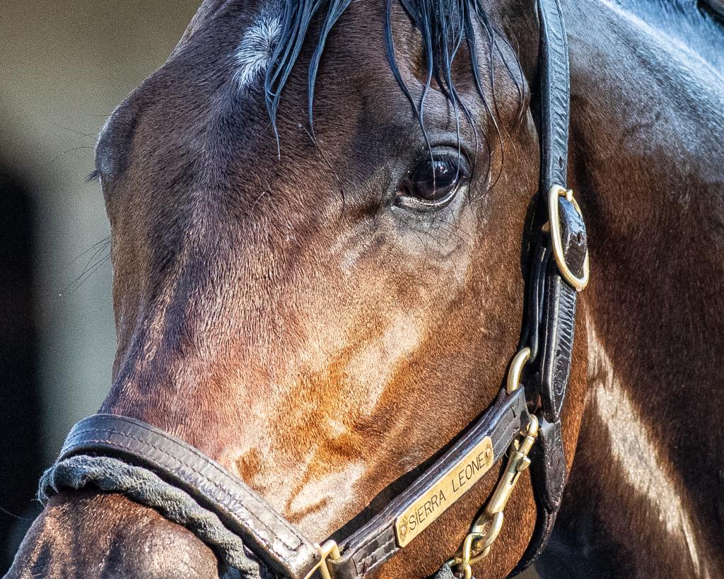 Defending Breeders’ Cup Classic winner and Whitney Stakes winner Sierra Leone (Eclipse Sportswire)