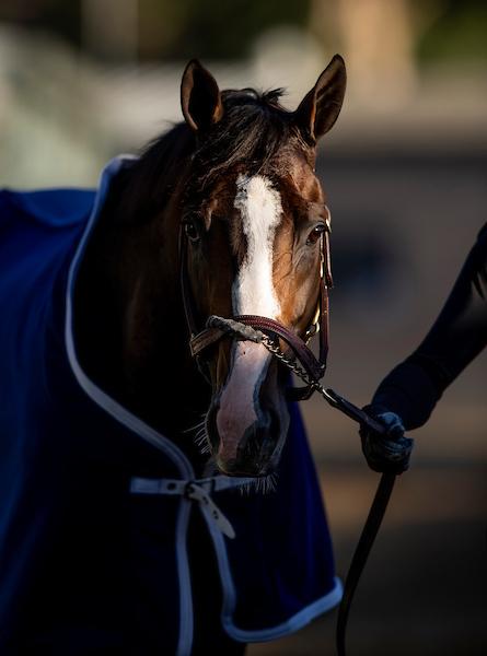 Bricks and Mortar, Pegasus World Cup, Breeders' Cup Turf, 2019 Horse of the Year, Saratoga, Eclipse Sportswire, Chad Brown, Klaravich