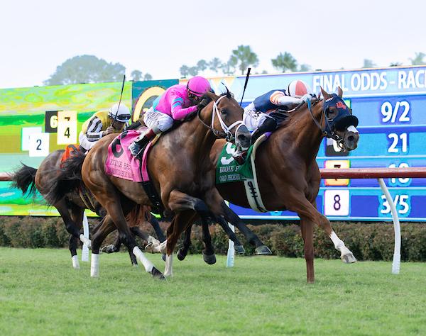 Gold Phoenix, Del Mar, Little Red Feather Racing, Agave Racing Stables, Sterling Stables, Marsha Naify, Phil D’Amato, horse racing, America's Best Racing, ABR