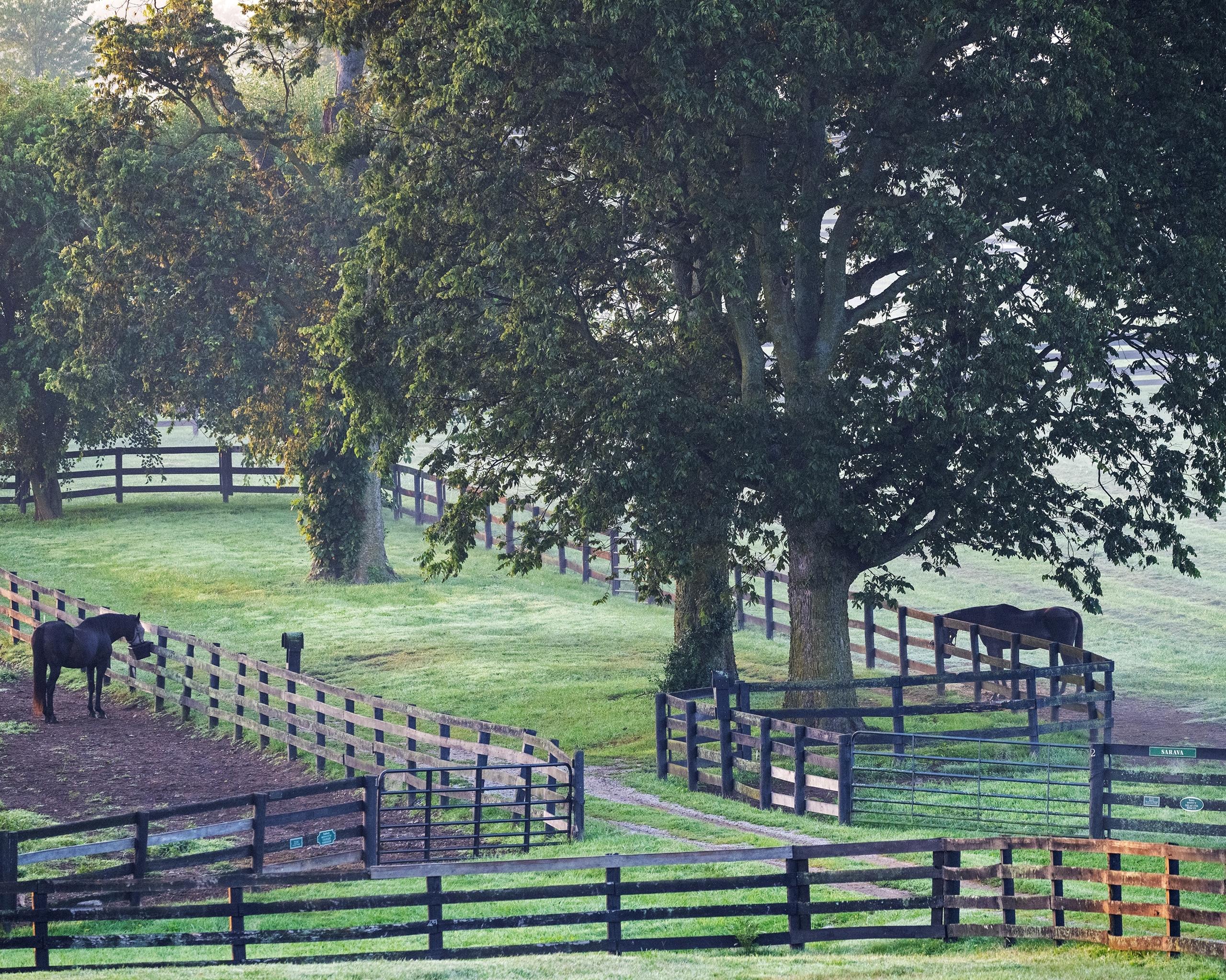 OTTBs, Sarah Welk Baynum, horse racing, America's Best Racing, ABR