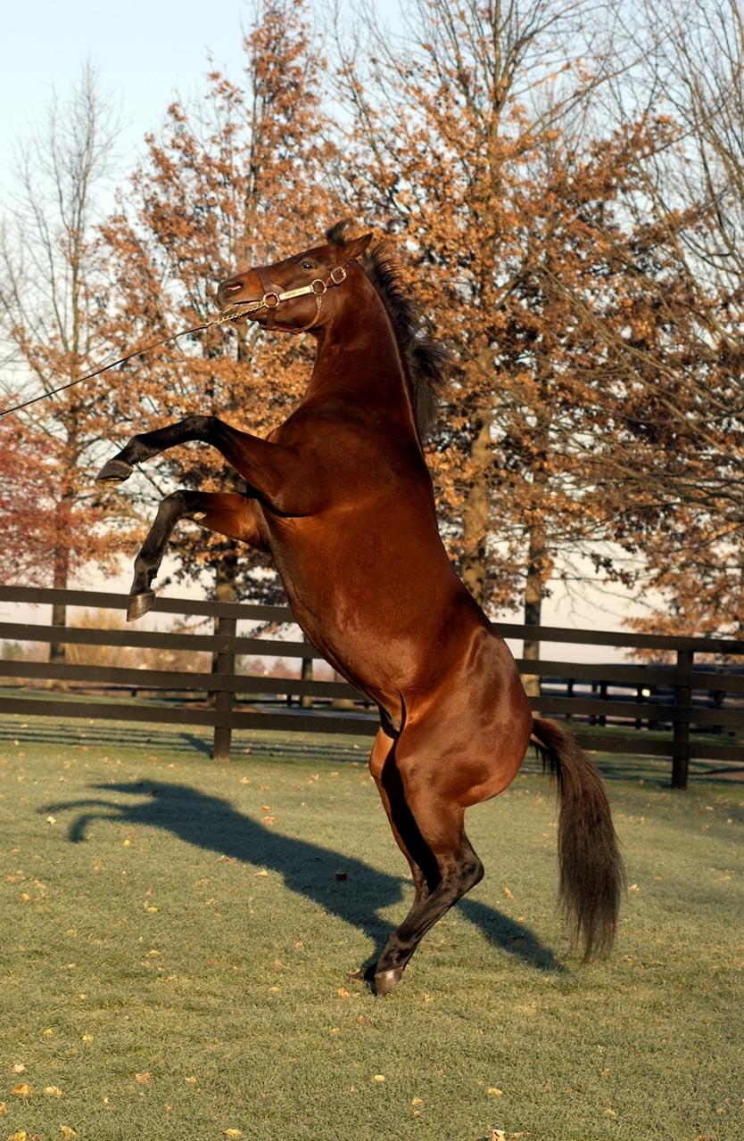 Awesome Again, 1998 Breeders' Cup Classic, Pat Day, Churchill Downs, Frank Stronach, America's Best Racing, horse racing, ABR