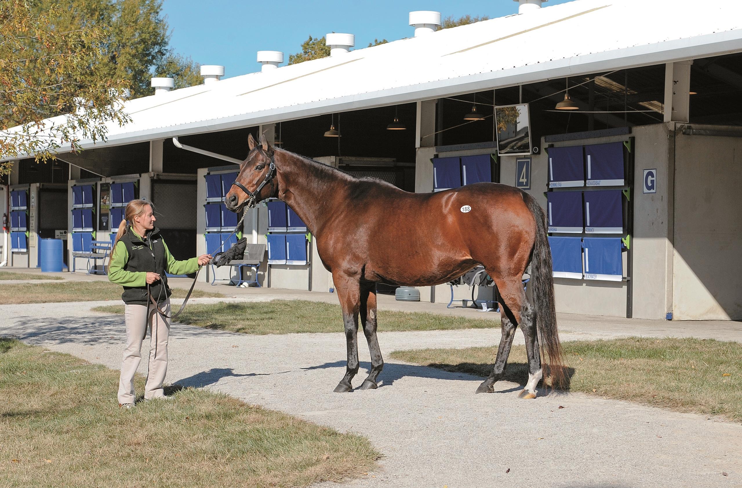 Fasig-Tipton November, Better Than Honour, America's Best Racing, horse racing, ABR Fasig-Tipton November, Better Than Honour, America's Best Racing, horse racing, ABR