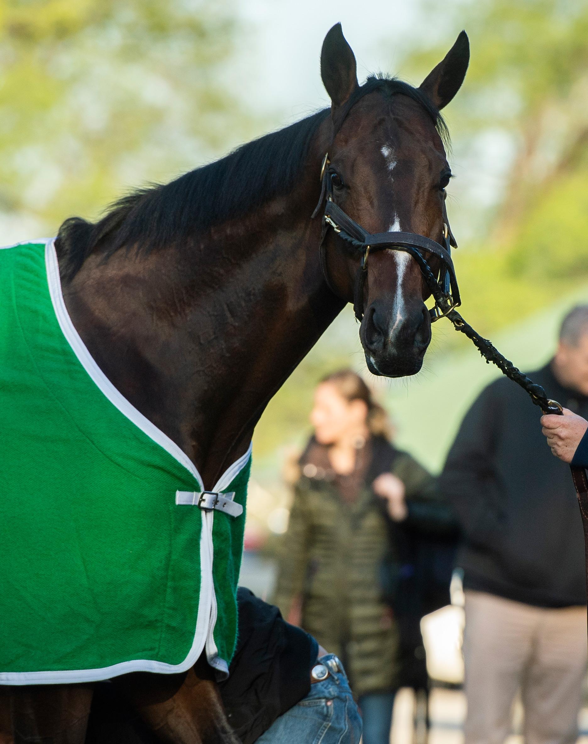 Bolt d'Oro