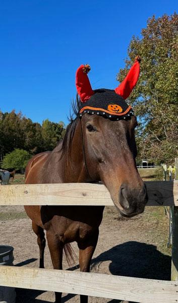 Heather Mathias, Here Comes Sharyn, Circle A Home for Horses, Thoroughbred Aftercare Alliance Heather Mathias, Here Comes Sharyn, Circle A Home for Horses, Thoroughbred Aftercare Alliance