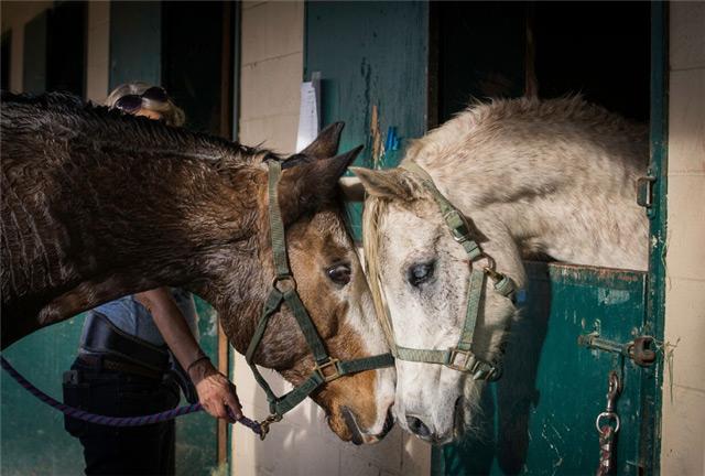 (Courtesy Del Mar/Katie Jones) Equine evacuees rest at Del Mar.