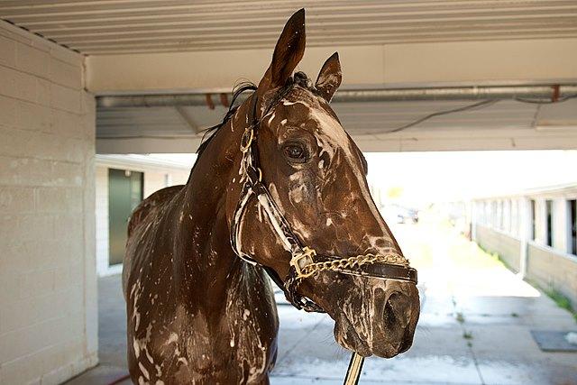 Dixie Law, King's Plate, Canadian Triple Crown, Woodbine, horse racing, America's Best Racing, ABR Dixie Law, King's Plate, Canadian Triple Crown, Woodbine, horse racing, America's Best Racing, ABR