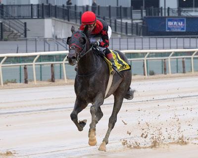 Doc Sullivan, Cigar Mile Stakes, Aqueduct, America's Best Racing, horse racing, ABR Doc Sullivan, Cigar Mile Stakes, Aqueduct, America's Best Racing, horse racing, ABR