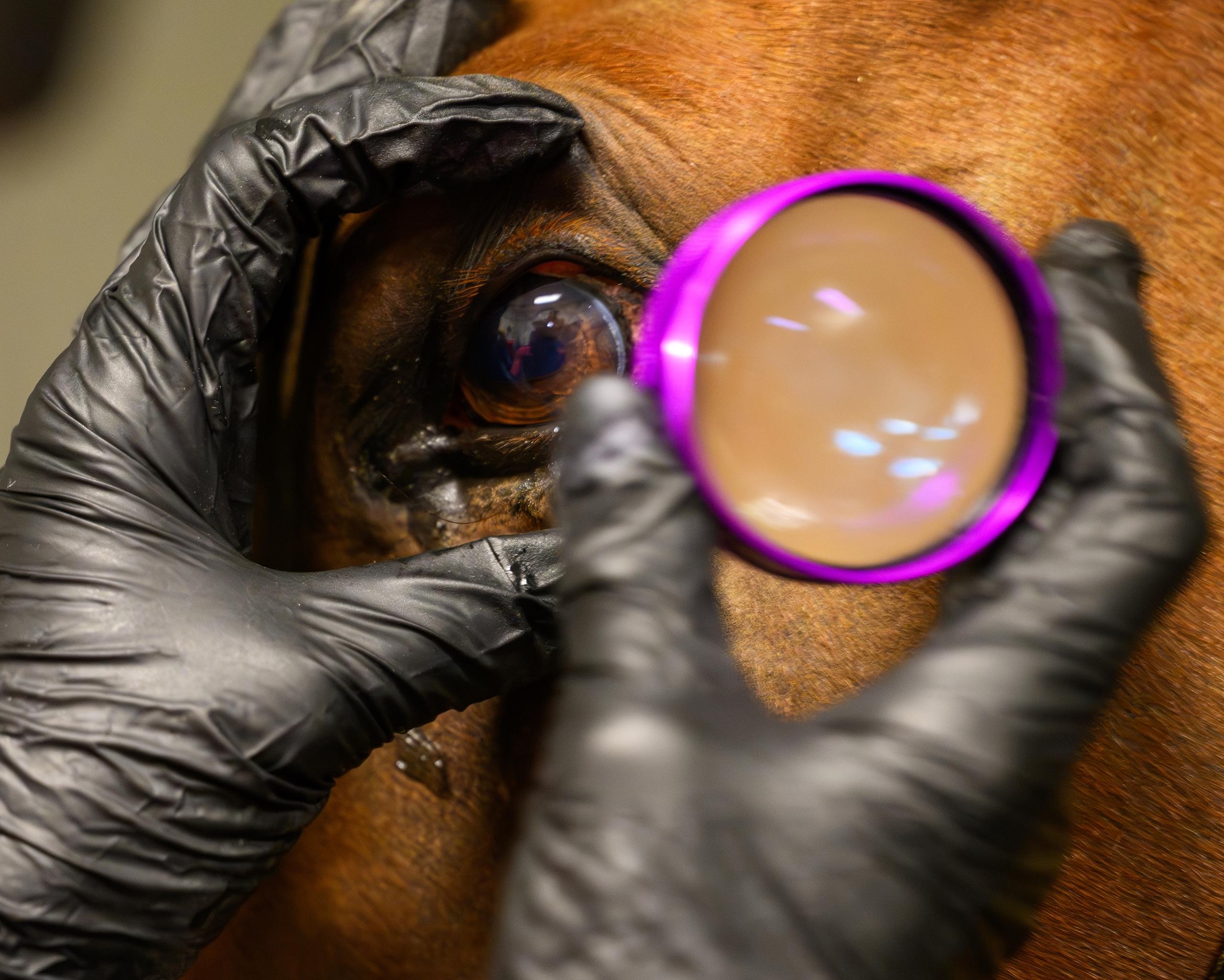 OTTBs, Sarah Welk Baynum, horse racing, America's Best Racing, ABR