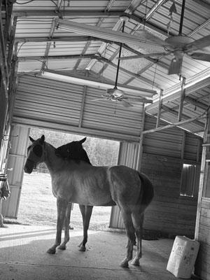 Dana Fletcher, Thoroughbred Aftercare Alliance, horse racing, America's Best Racing, ABR