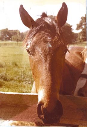 Leverett Miller, Linda Miller, Penelope Miller, So Happy, Triple Crown, Kentucky Derby, Churchill Downs, horse racing, America's Best Racing, ABR