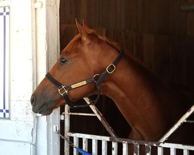 Further Ado, Blue Grass Stakes, America's Best Racing, Triple Crown, Kentucky Derby, horse racing, ABR Further Ado, Blue Grass Stakes, America's Best Racing, Triple Crown, Kentucky Derby, horse racing, ABR