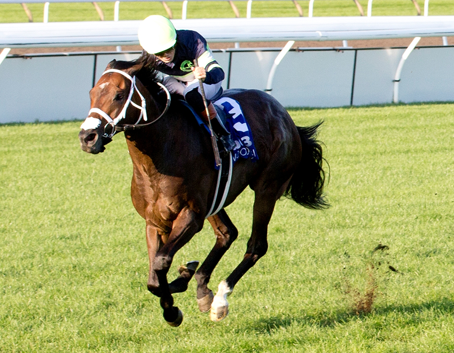 Gas Me Up, Turf Champions Day, Woodbine Mile, Woodbine, horse racing, America's Best Racing, ABR Gas Me Up, Turf Champions Day, Woodbine Mile, Woodbine, horse racing, America's Best Racing, ABR