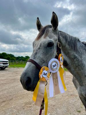 Thoroughbred Makeover, diary, Lindsay Gilbert, Gray Magician, Imposing Ruler, OTTB, aftercare, show, competition, ex-racehorse, hunter, jumper, ABR