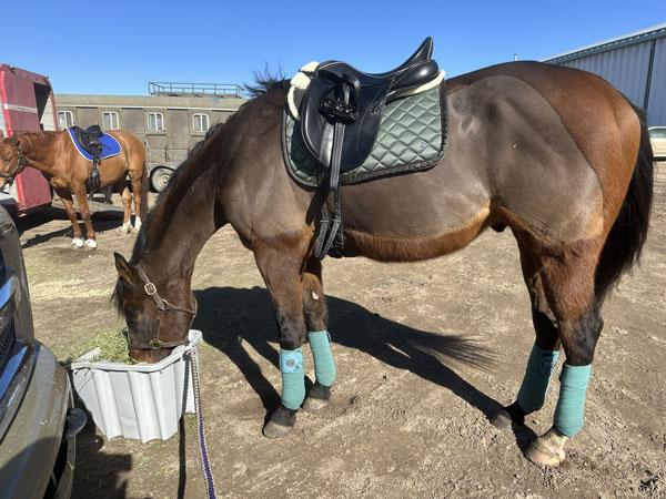 Lindsay Turcotte, Grayson, Real Grace, polocrosse, Retired Racehorse Project, Thoroughbred Makeover