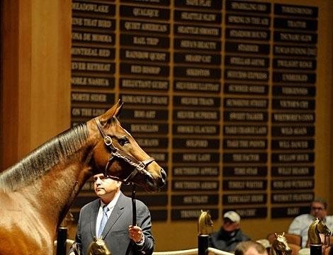 Fasig-Tipton November, Havre de Grace, America's Best Racing, horse racing, ABR Fasig-Tipton November, Havre de Grace, America's Best Racing, horse racing, ABR