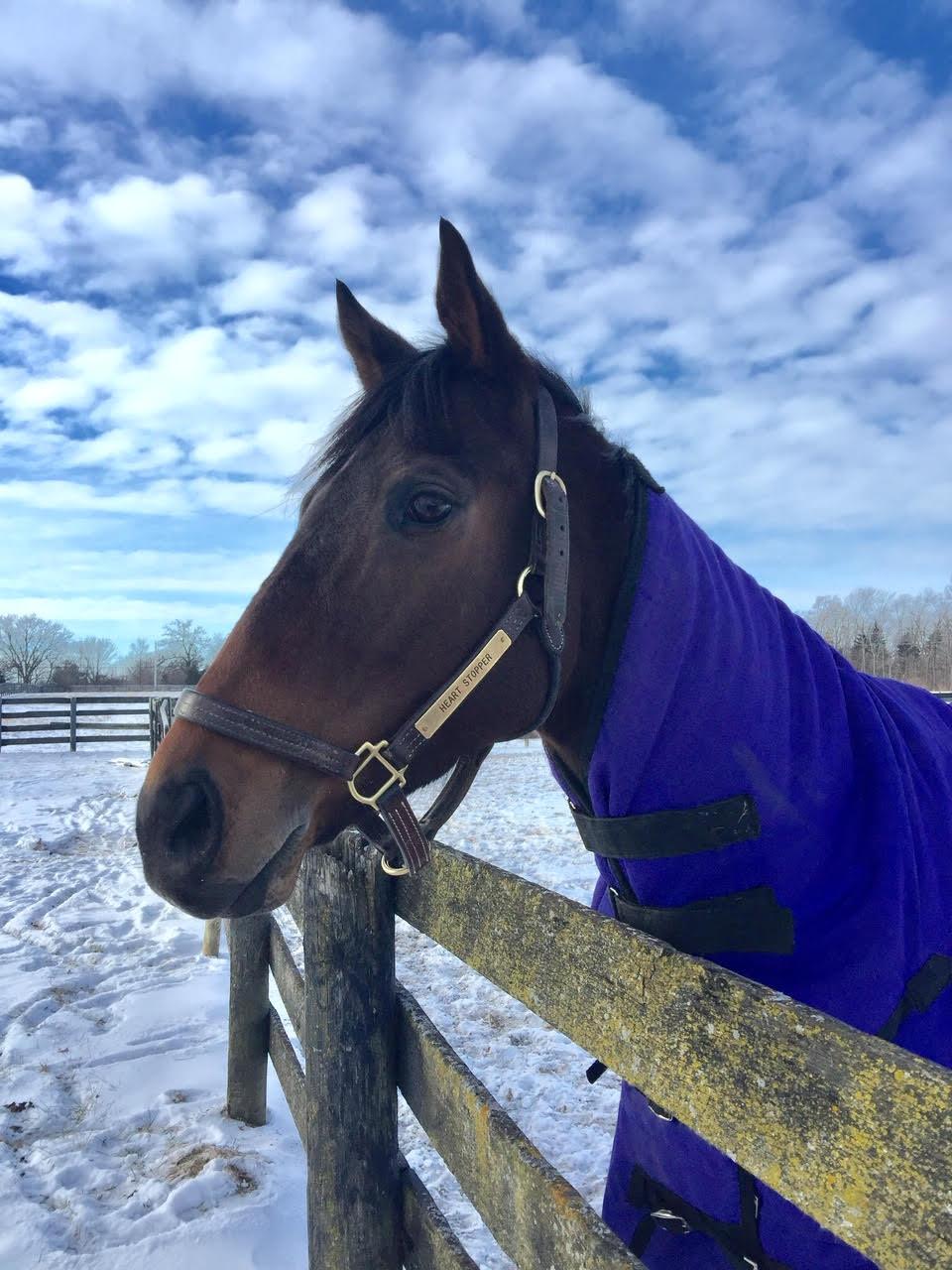 Heart Stopper turned out for the first time after leaving the track