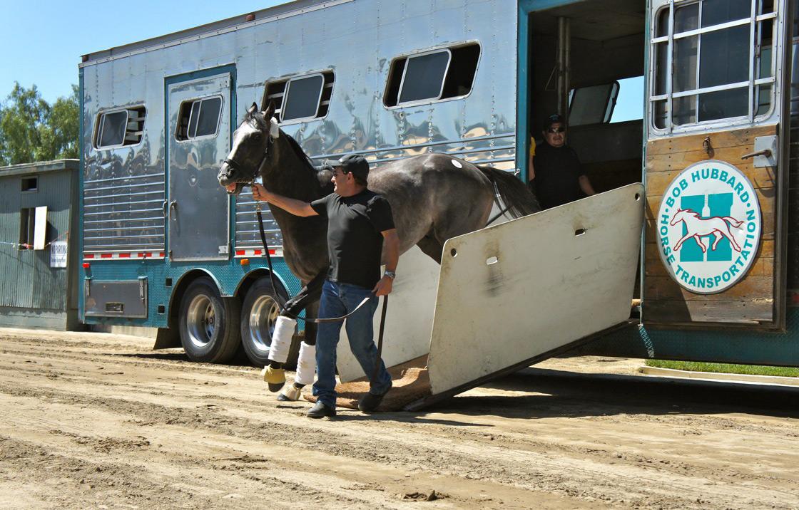 Home at last! Arrogate departs the van at Baffert's barn.