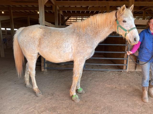 Thoroughbred Aftercare Alliance Success Story: Rescued Hearts | America ...