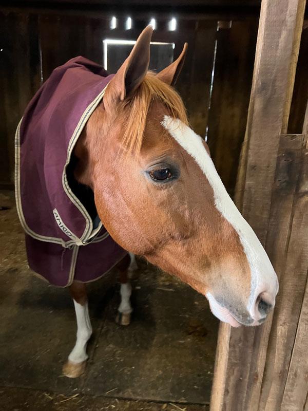 Thoroughbred Makeover Diary: Exciting Start to New Journey for