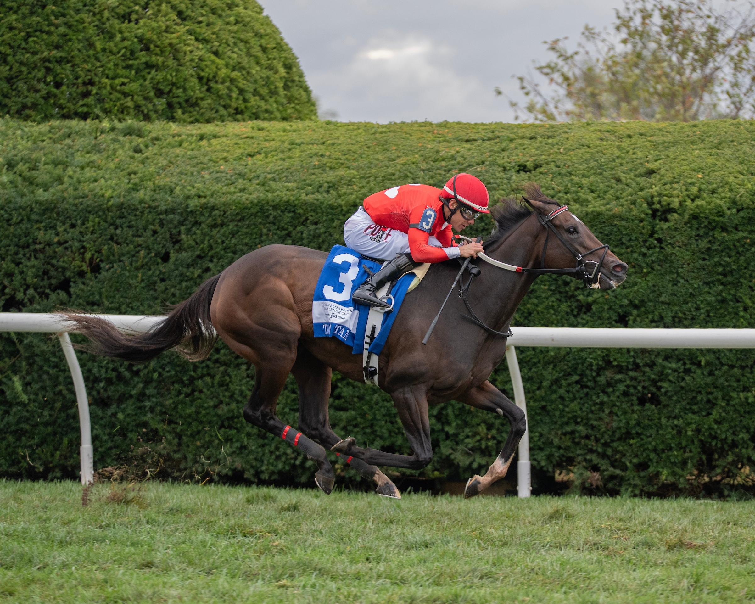 Tam Tam, Queen Elizabeth II Challenge Cup Stakes, Keeneland, Breeders' Cup, horse racing, America's Best Racing, ABR Tam Tam, Queen Elizabeth II Challenge Cup Stakes, Keeneland, Breeders' Cup, horse racing, America's Best Racing, ABR