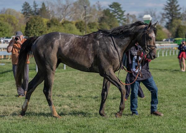 Gosger, Pennsylvania Derby, Parx Racing, America's Best Racing, horse racing, ABR