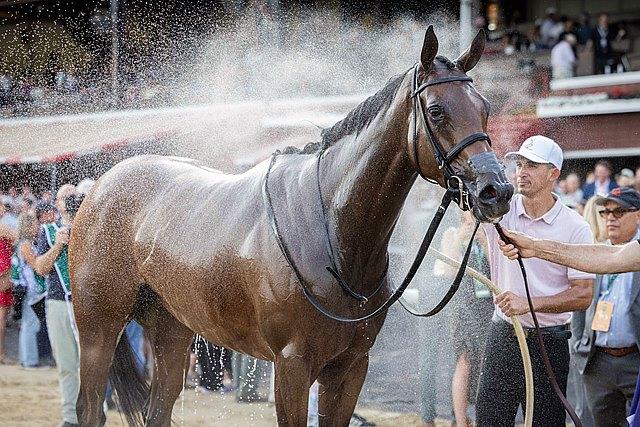 Nitrogen, Whitney Stakes, Saratoga Race Course, Breeders' Cup Classic, horse racing, America's Best Racing, ABR Nitrogen, Whitney Stakes, Saratoga Race Course, Breeders' Cup Classic, horse racing, America's Best Racing, ABR