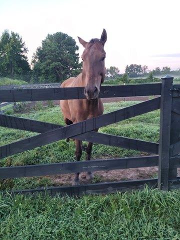 Off-Track Thoroughbreds, Sarah Welk Baynum, Aftercare, retired racehorses, OTTBs, horse racing, America's Best Racing, ABR
