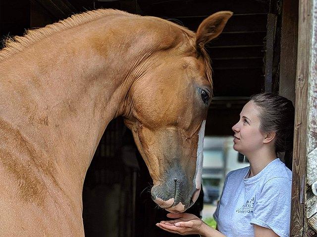 Off-Track Thoroughbreds, Sarah Welk Baynum, Aftercare, retired racehorses, OTTBs, horse racing, America's Best Racing, ABR