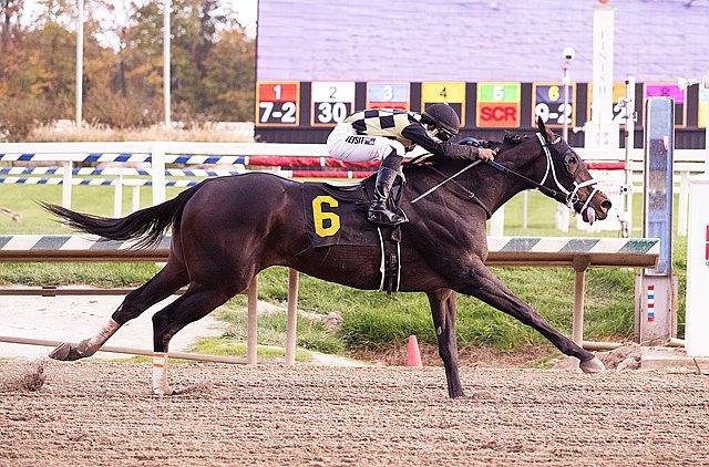 Petingas Twin, De Francis Dash, Laurel Park, horse racing, America's Best Racing, ABR