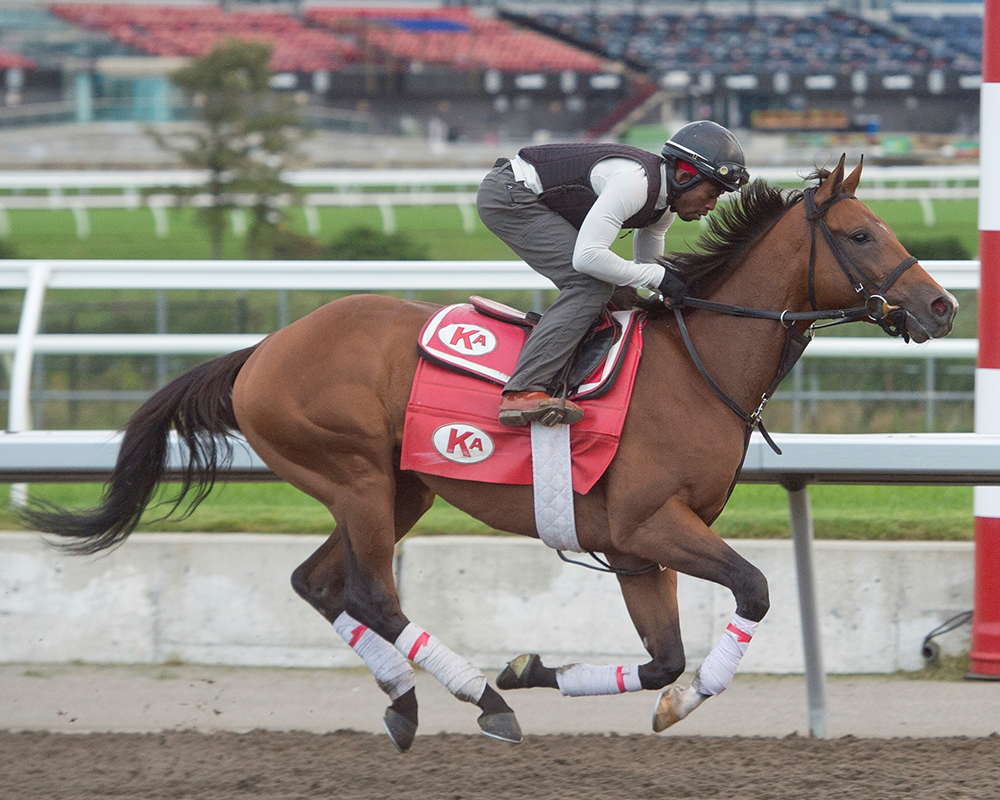 Pierre, Turf Champions Day, Woodbine Mile, Woodbine, horse racing, America's Best Racing, ABR Pierre, Turf Champions Day, Woodbine Mile, Woodbine, horse racing, America's Best Racing, ABR