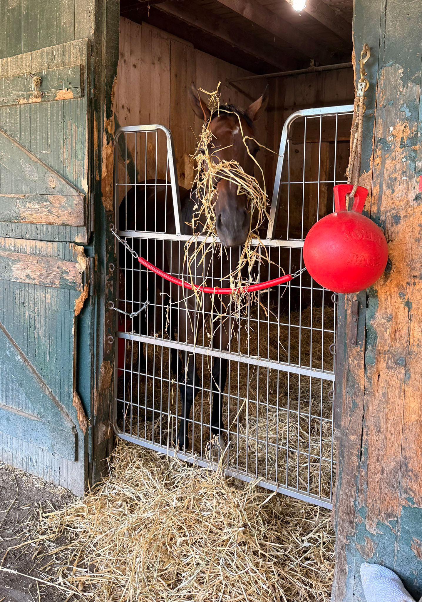 Nitrogen, Breeders' Cup Distaff, Keeneland, horse racing, America's Best Racing, ABR Nitrogen, Breeders' Cup Distaff, Keeneland, horse racing, America's Best Racing, ABR