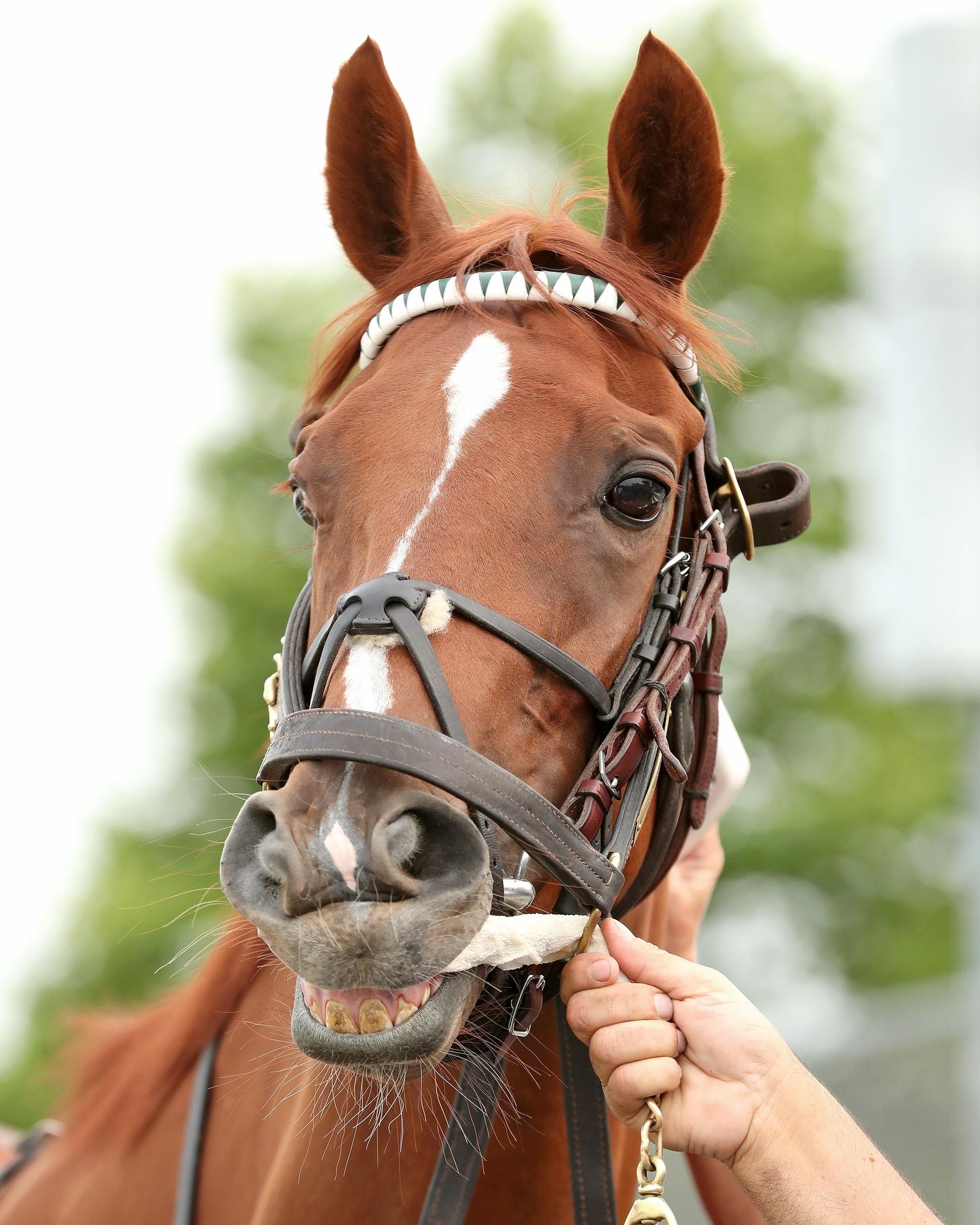 Taylor Kingsley, Bill Mott, Quiet Street, Presque Isle Downs, Lady Erie Stakes, horse racing, America's Best Racing, ABR