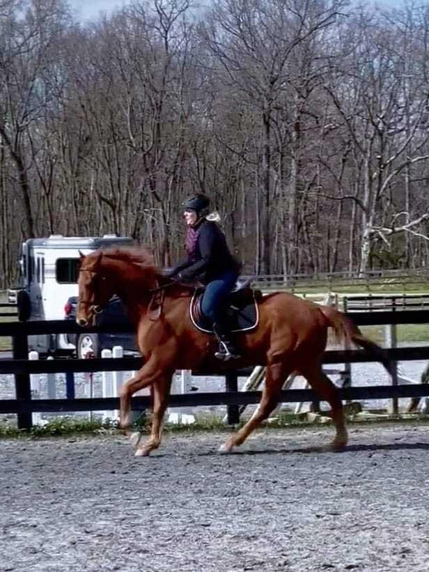 The Astral Rascal, Laura Otten, Thoroughbred Aftercare Alliance, America's Best Racing, Triple Crown, Kentucky Derby, horse racing, ABR The Astral Rascal, Laura Otten, Thoroughbred Aftercare Alliance, America's Best Racing, Triple Crown, Kentucky Derby, horse racing, ABR