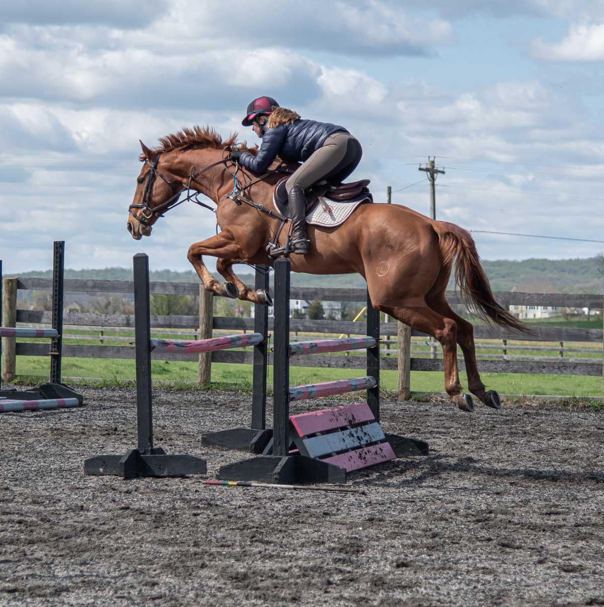 The Astral Rascal, Laura Otten, Thoroughbred Aftercare Alliance, America's Best Racing, Triple Crown, Kentucky Derby, horse racing, ABR The Astral Rascal, Laura Otten, Thoroughbred Aftercare Alliance, America's Best Racing, Triple Crown, Kentucky Derby, horse racing, ABR