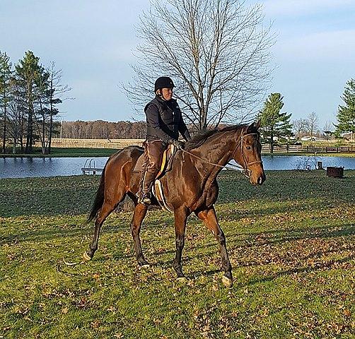 Off-Track Thoroughbreds, Sarah Welk Baynum, Aftercare, retired racehorses, OTTBs, horse racing, America's Best Racing, ABR