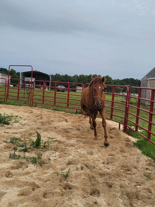 Cyclo, Ruth, Thoroughbred Aftercare Alliance, OTTB