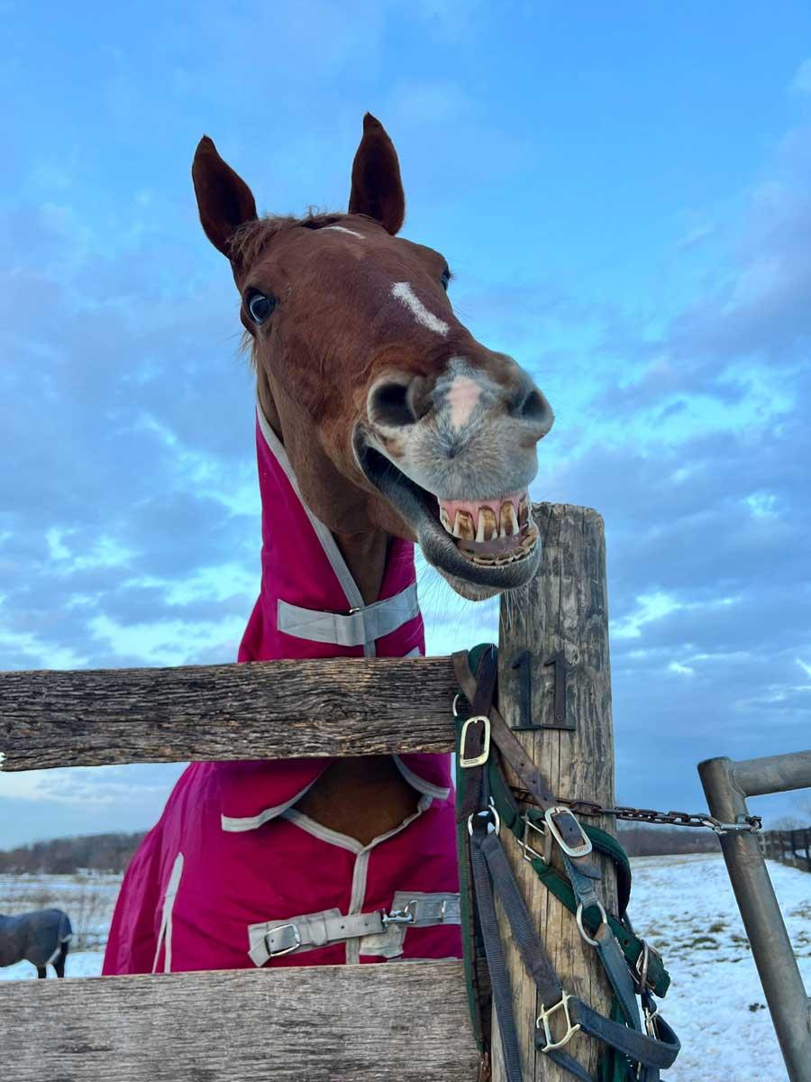 The Astral Rascal, Laura Otten, Thoroughbred Aftercare Alliance, America's Best Racing, Triple Crown, Kentucky Derby, horse racing, ABR The Astral Rascal, Laura Otten, Thoroughbred Aftercare Alliance, America's Best Racing, Triple Crown, Kentucky Derby, horse racing, ABR