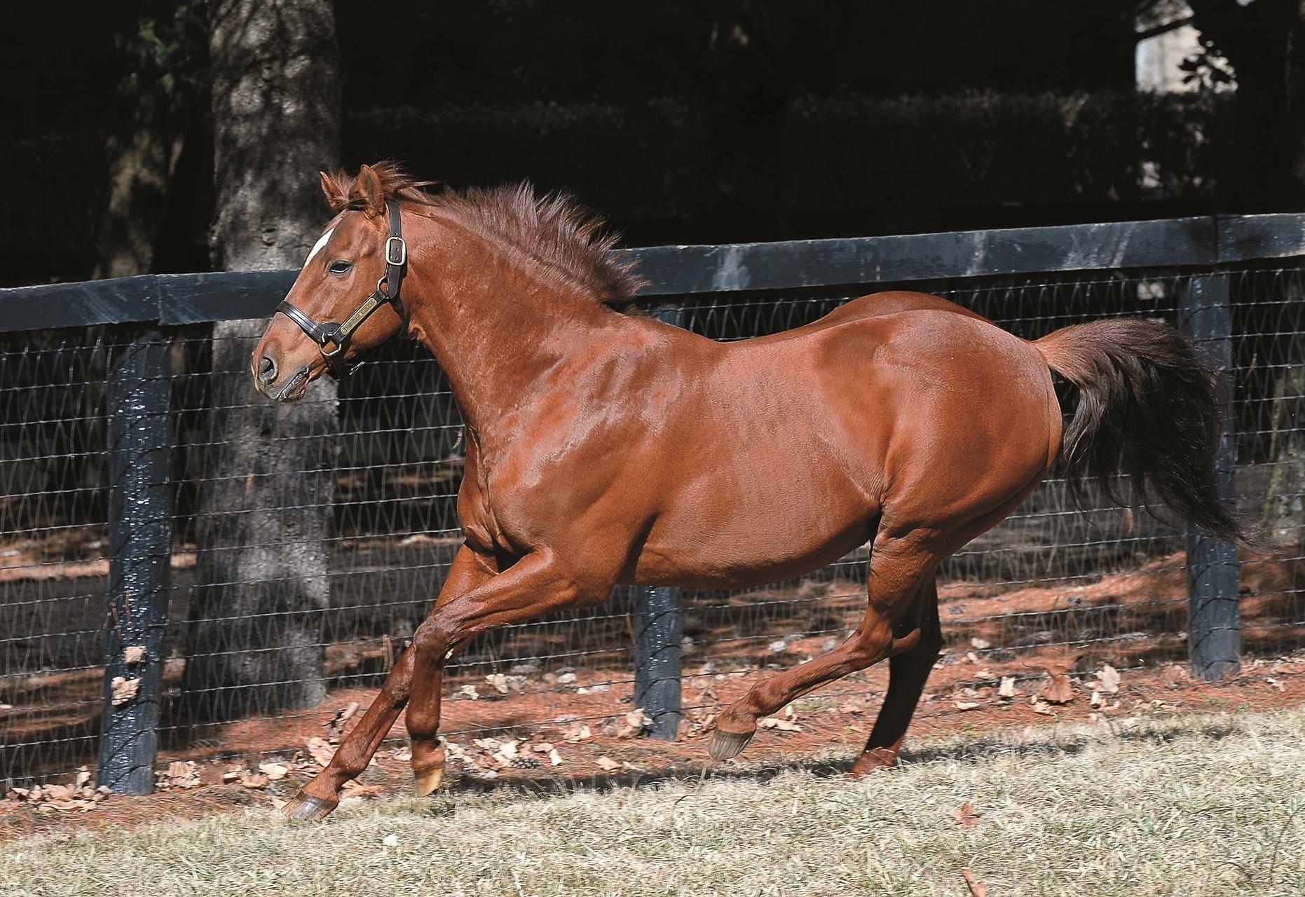 Richard Barry, Ashford Stud, Thunder Gulch, Anne Eberhardt, BloodHOrse, Pete Denk Richard Barry, Ashford Stud, Thunder Gulch, Anne Eberhardt, BloodHOrse, Pete Denk