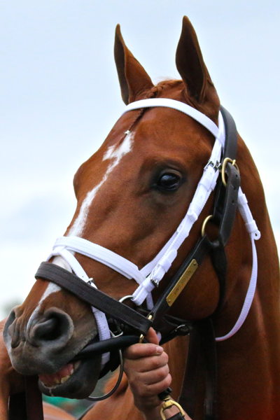 Vino Rosso Todd Pletcher Kentucky Derby