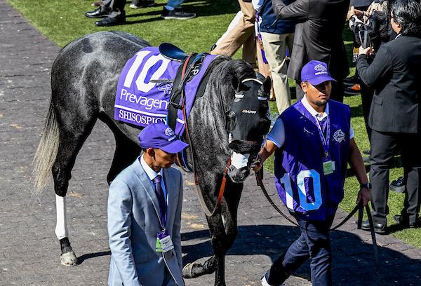 Breeders' Cup Turf Sprint Winner Shisospicy Bolsters Fasig-Tipton