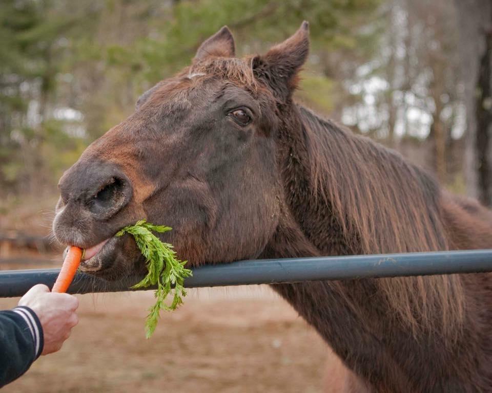 Zippy Chippy, Old Friends, horse racing, America's Best Racing, ABR Zippy Chippy, Old Friends, horse racing, America's Best Racing, ABR