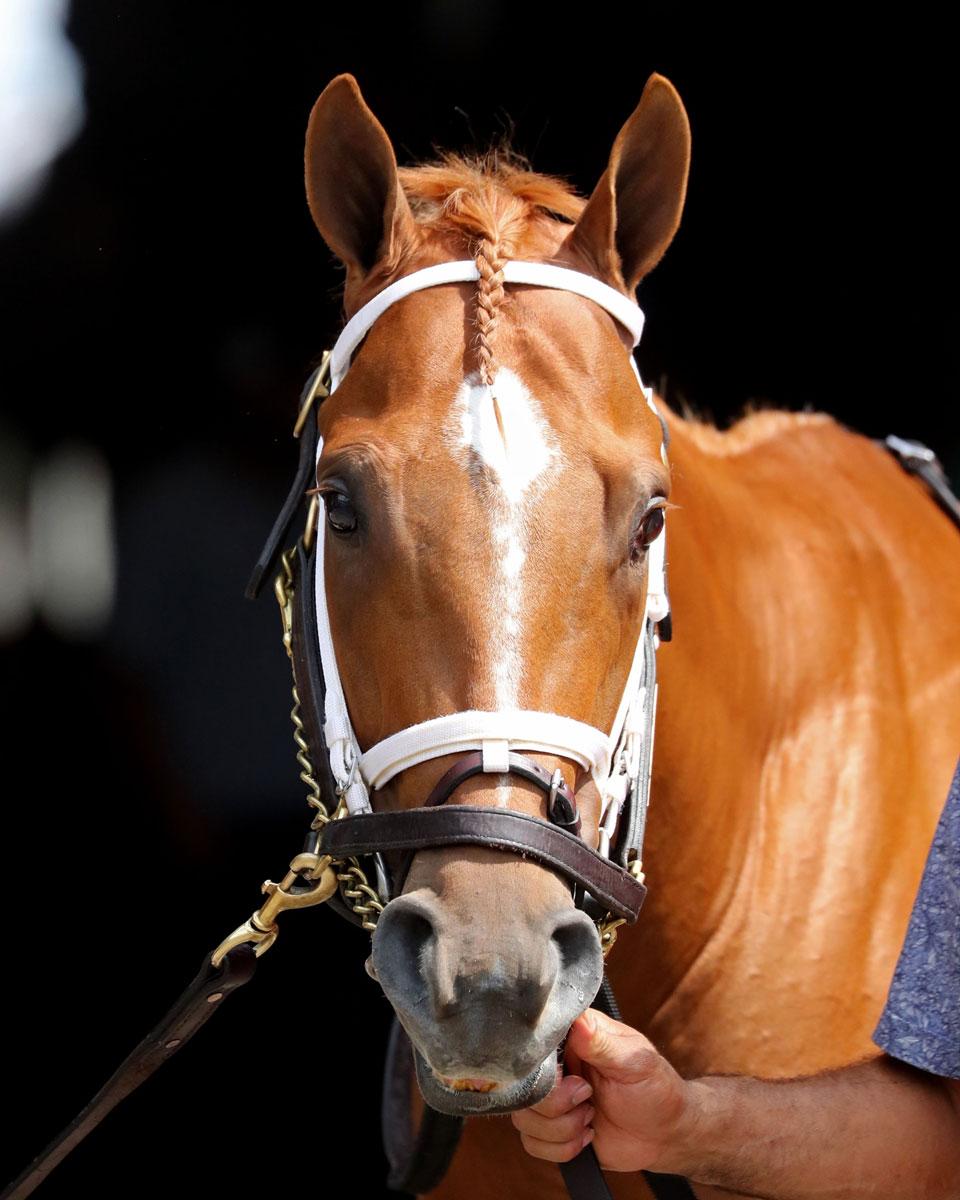 Further Ado, Haskell Stakes, Monmouth Park, horse racing, America's Best Racing, ABR Further Ado, Haskell Stakes, Monmouth Park, horse racing, America's Best Racing, ABR