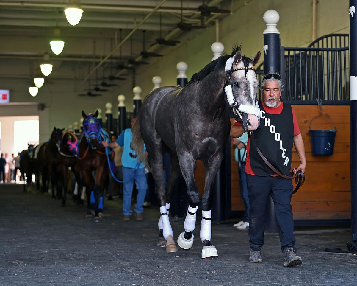 Haskell Stakes, Monmouth Park, Napoleon Solo, Triple Crown, Preakness, Laurel Park, horse racing, America's Best Racing, ABR Haskell Stakes, Monmouth Park, Napoleon Solo, Triple Crown, Preakness, Laurel Park, horse racing, America's Best Racing, ABR