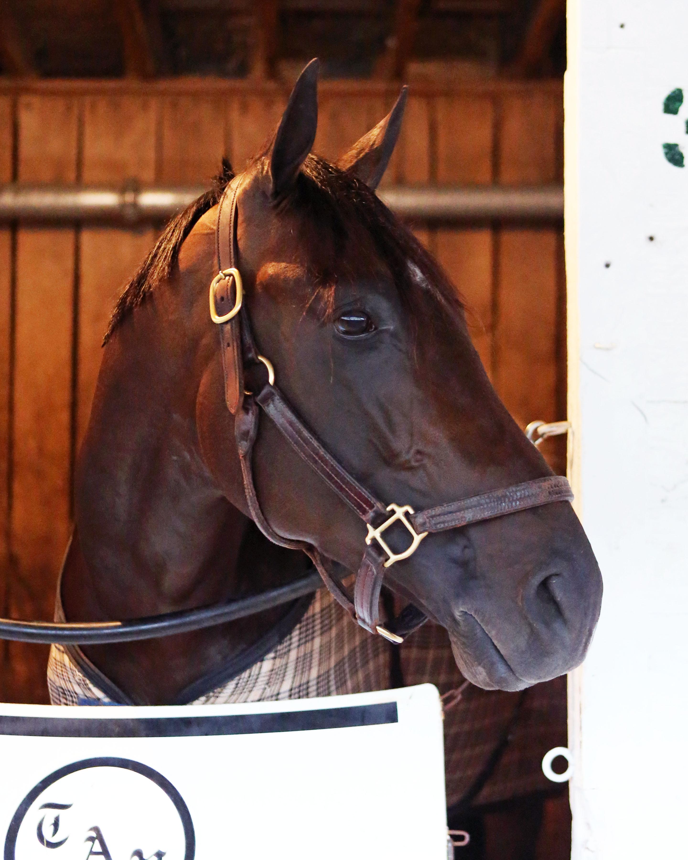 Noble Indy Pletcher Kentucky Derby