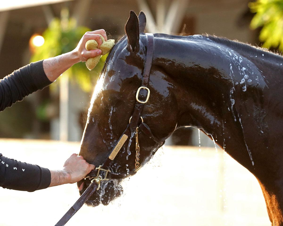 Ocelli, Triple Crown, Kentucky Derby, Churchill Downs, horse racing, America's Best Racing, ABR