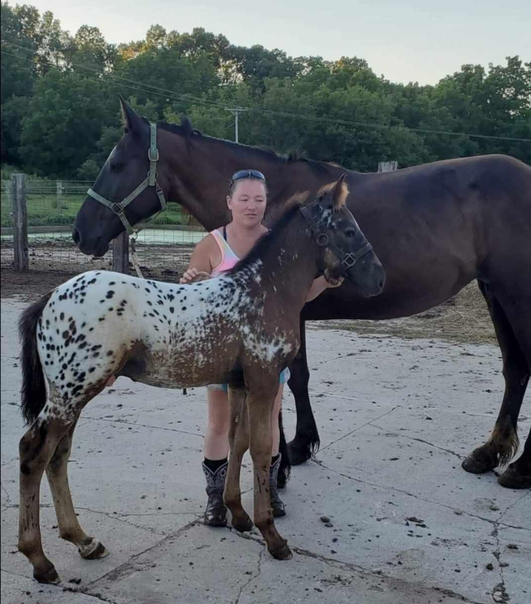 Eye-Catching Pony Rip a Gentle, Young Ambassador for Horse Racing ...