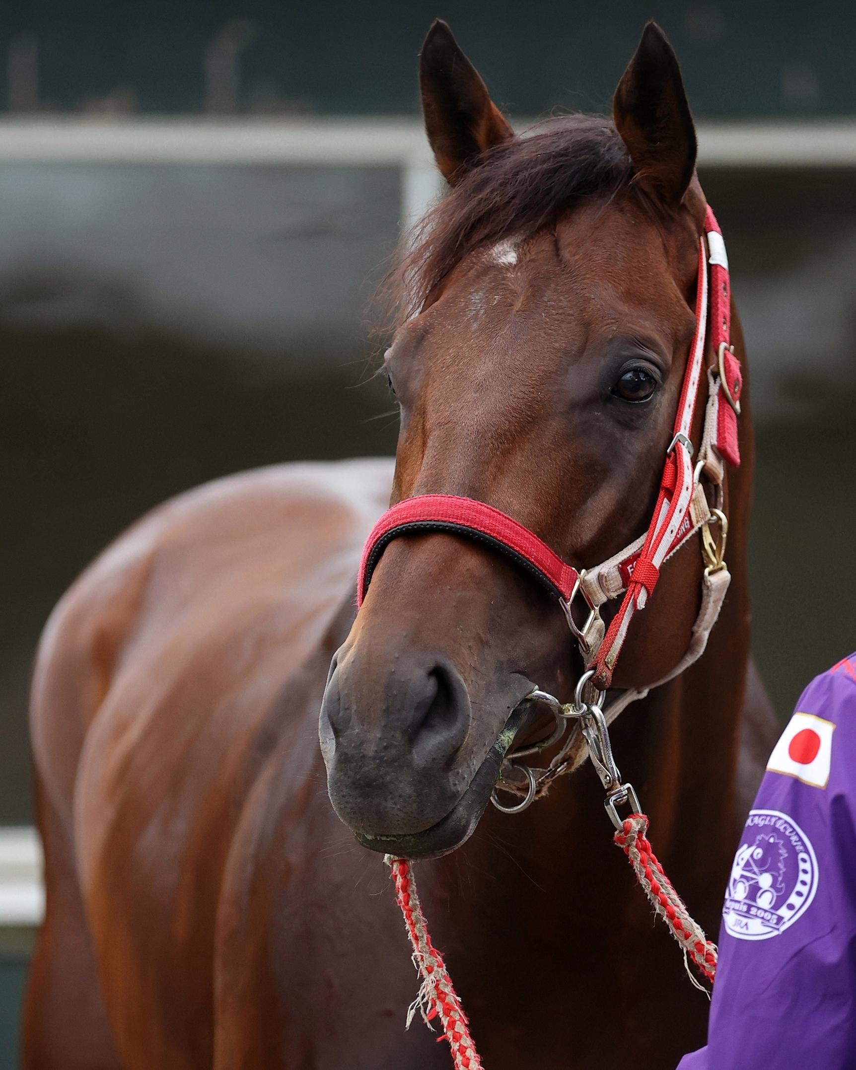 Breeders’ Cup Classic, Keeneland, contenders, slideshow, Japan, Forever Young Breeders’ Cup Classic, Keeneland, contenders, slideshow, Japan, Forever Young