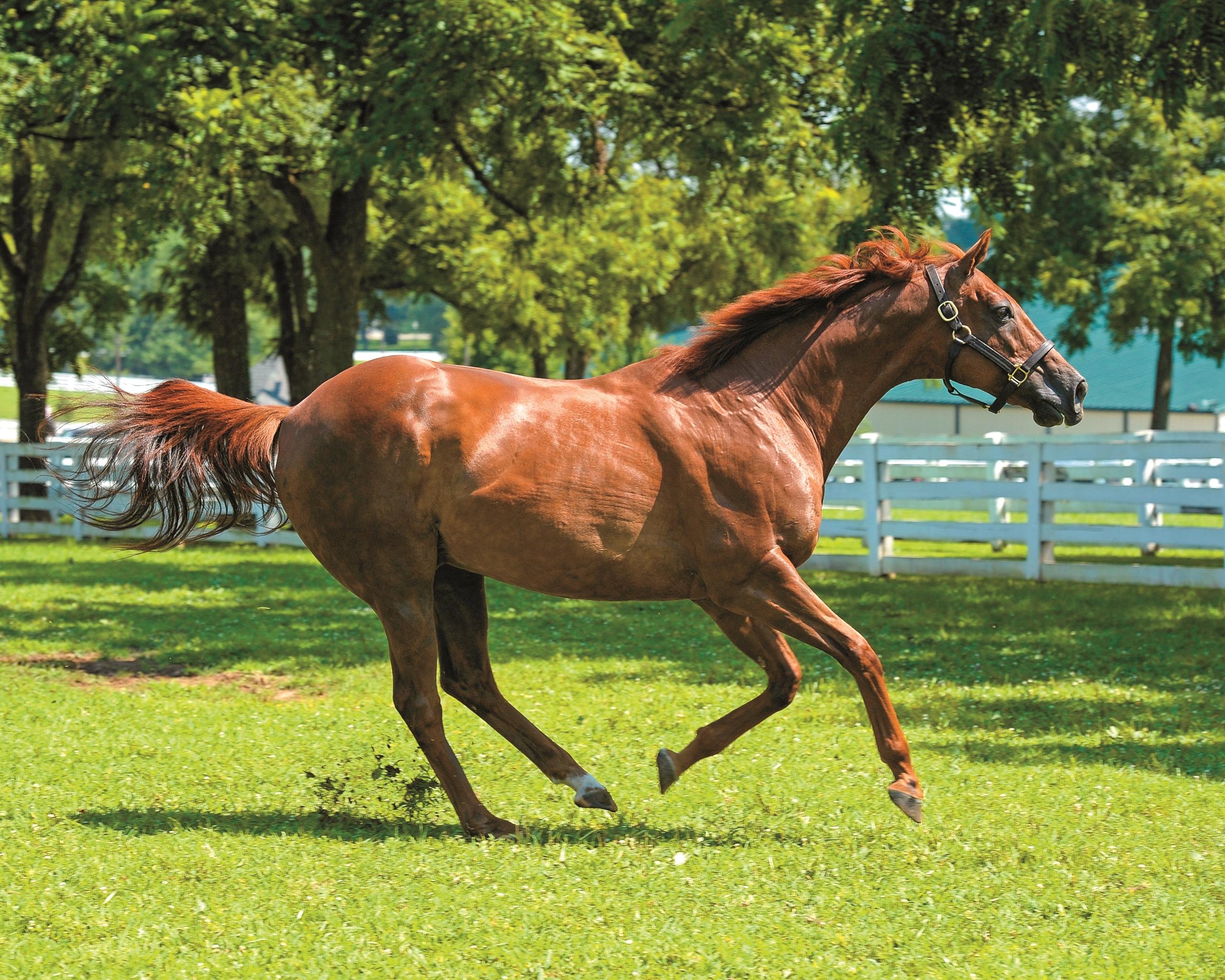 Kentucky Derby Winner and Fan Favorite Funny Cide Dies at 23 America