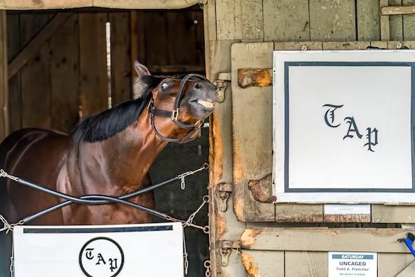 Uncaged, Belmont Stakes, Todd Pletcher, Saratoga, America's Best Racing, horse racing, ABR Uncaged, Belmont Stakes, Todd Pletcher, Saratoga, America's Best Racing, horse racing, ABR